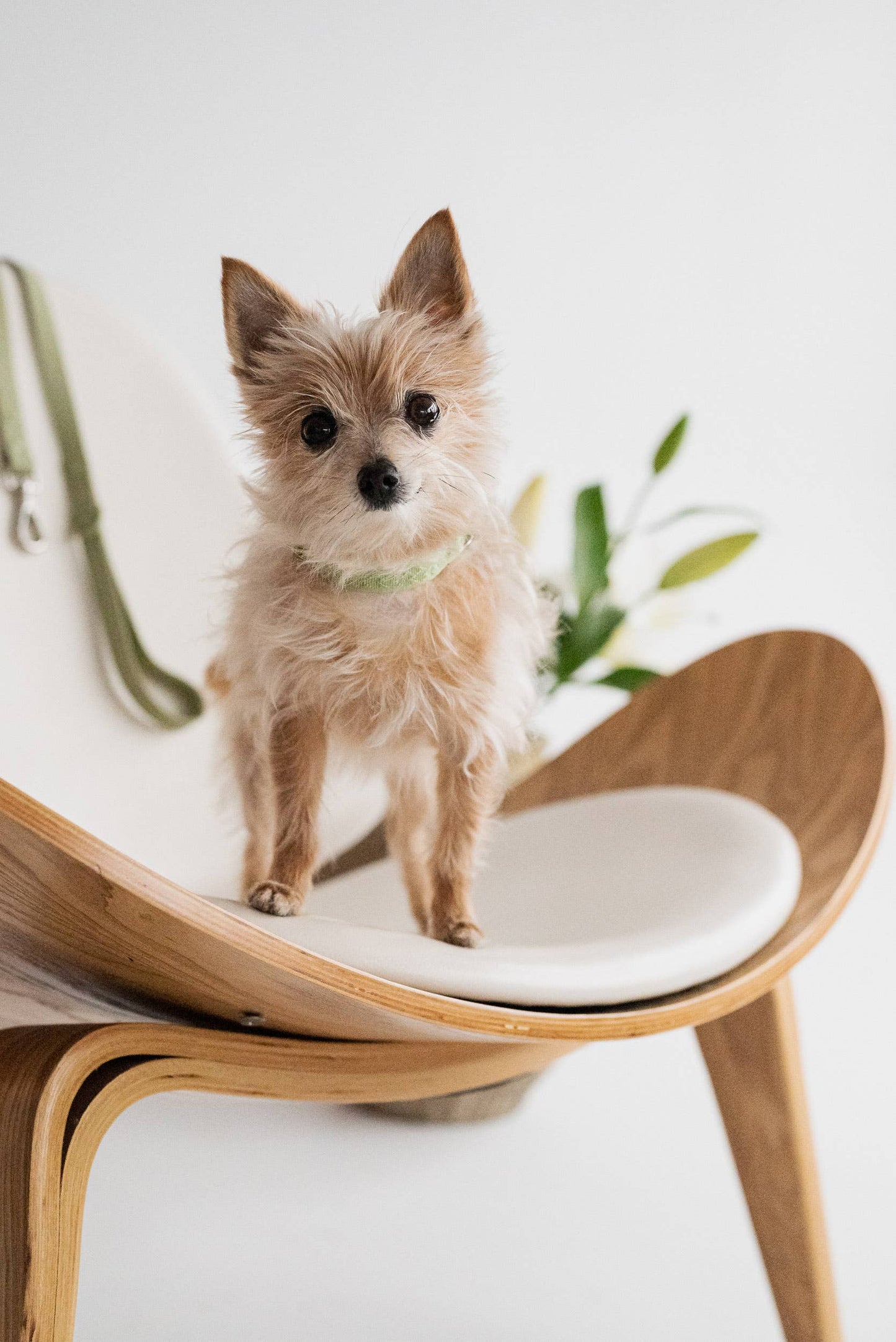 Collier quotidien | Matcha