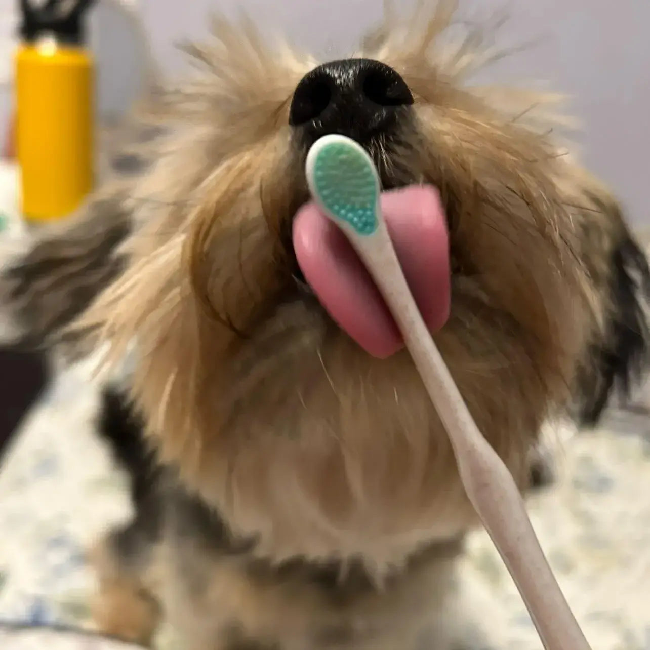 Brosse à dents écologique | Très petite