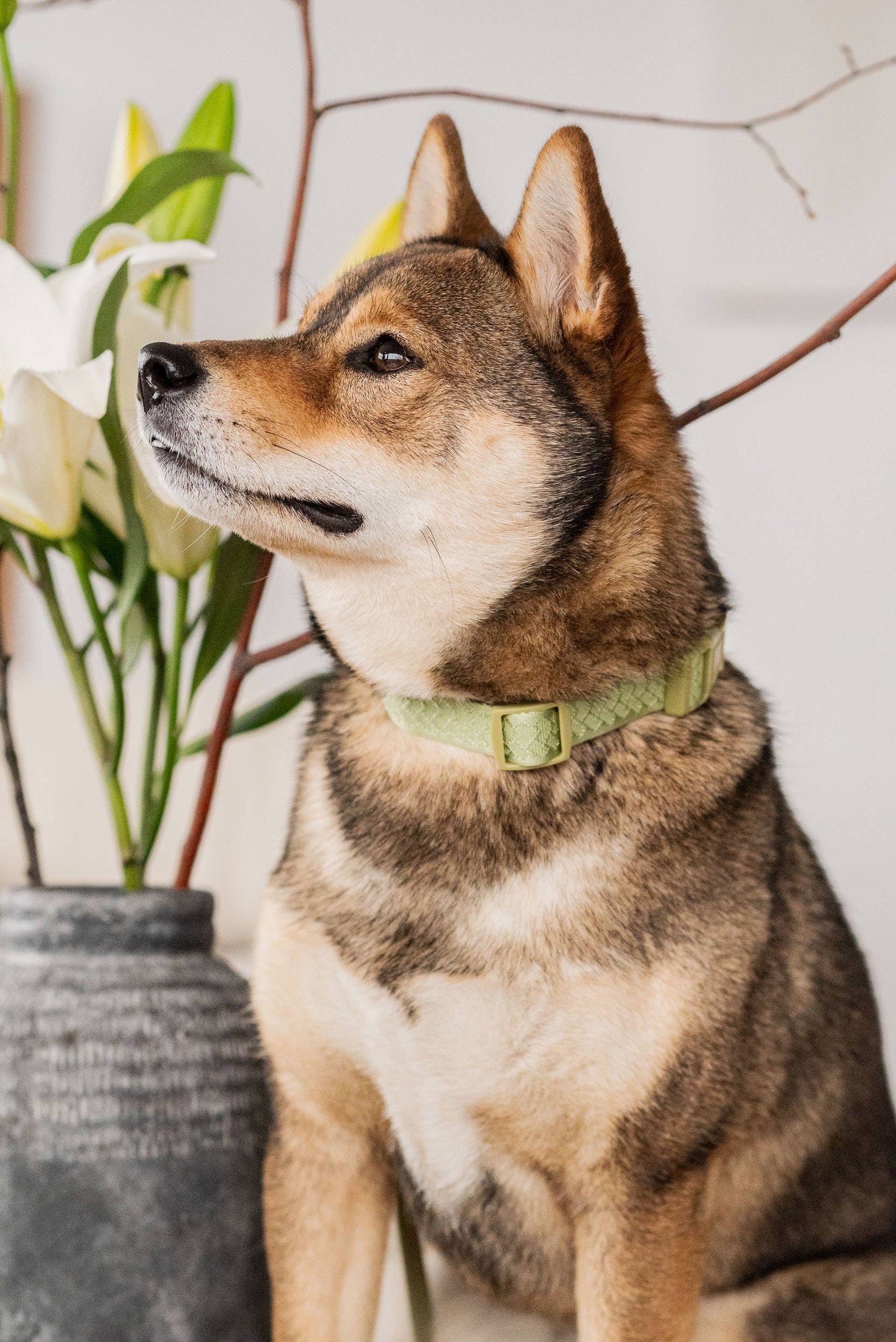 Collier quotidien | Matcha