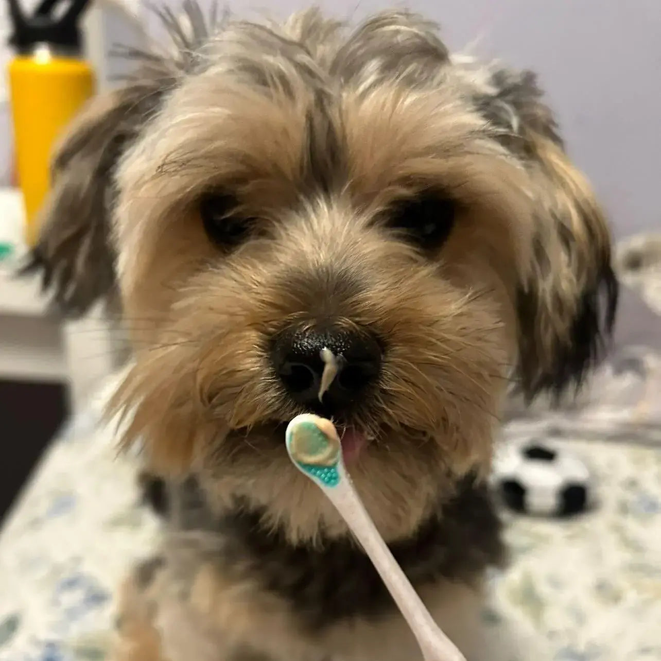 Brosse à dents écologique | Très petite
