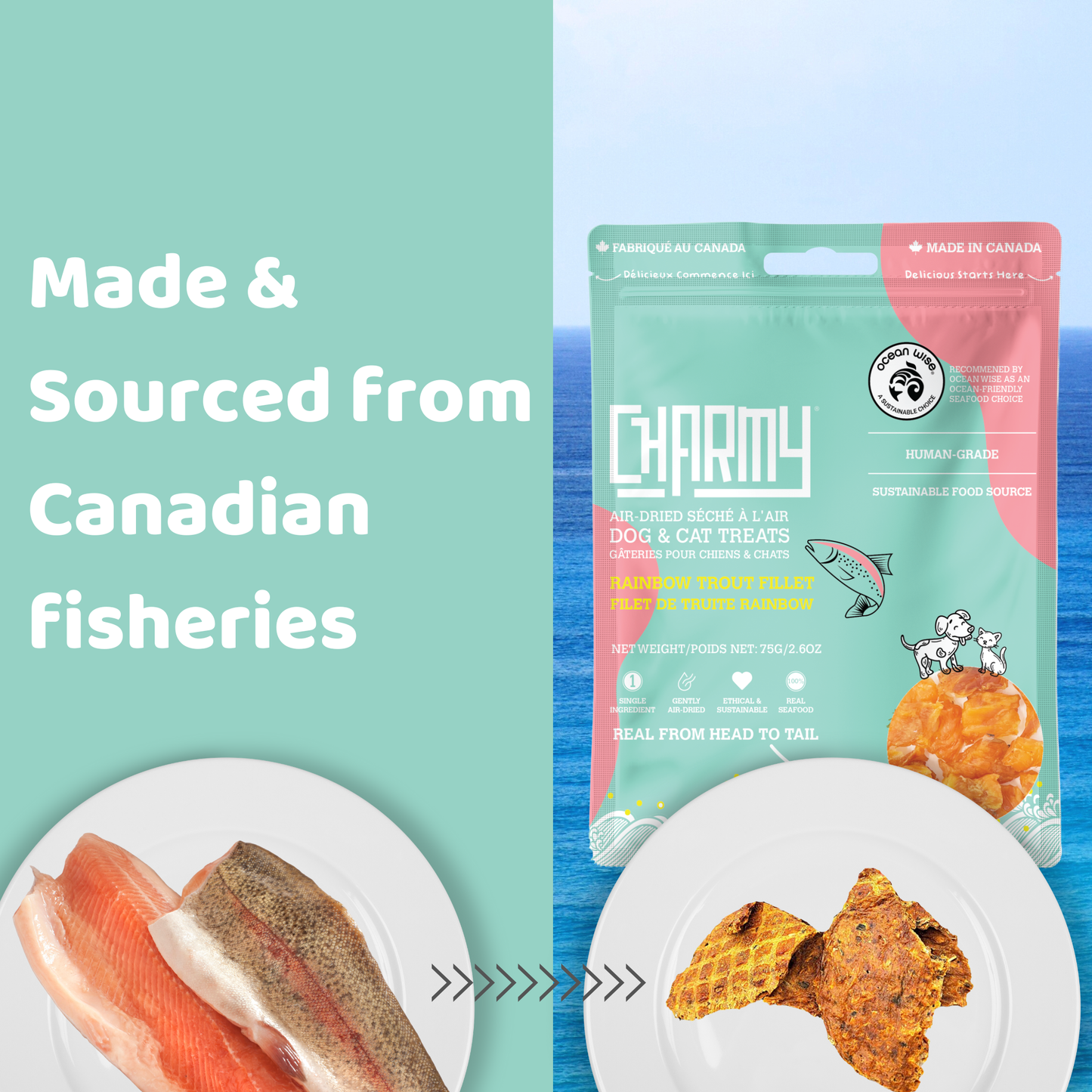 Charmy Pets |Truite arc-en-ciel