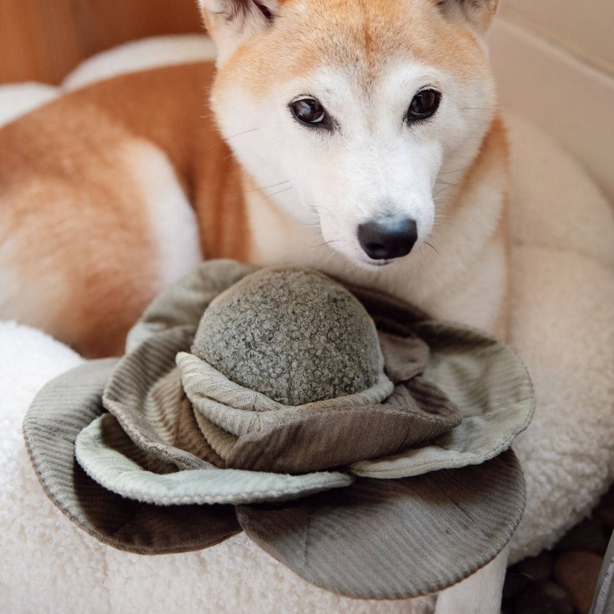 Lambwolf Collective | Chou interactif