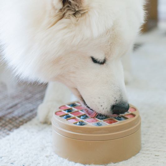 Tapis de léchage pour chien : bienfaits, utilisation et pourquoi l’adopter