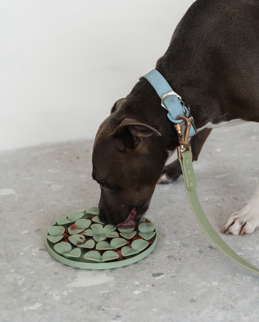 10 idées de recettes pour tapis de léchage pour chien