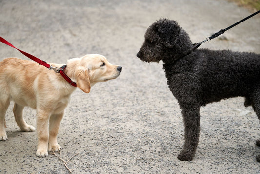 L'importance de la socialisation chez le chien