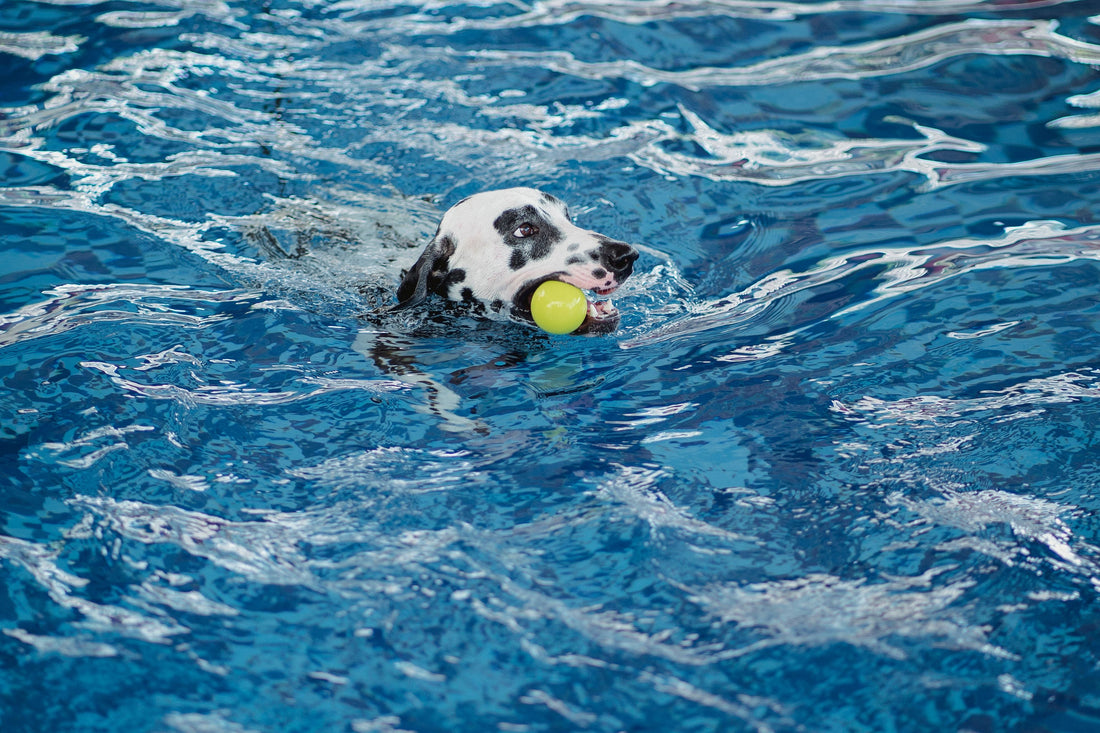 À l'eau avec ton chien : sécurité, sports & spots au Québec