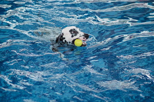 À l'eau avec ton chien : sécurité, sports & spots au Québec