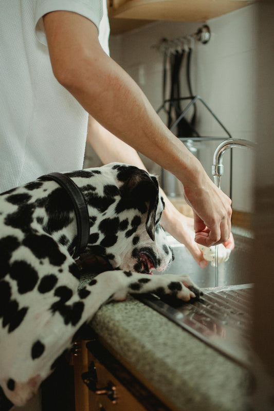 Hygiène de la vaisselle pour chien : pourquoi et comment bien nettoyer les bols de ton chien