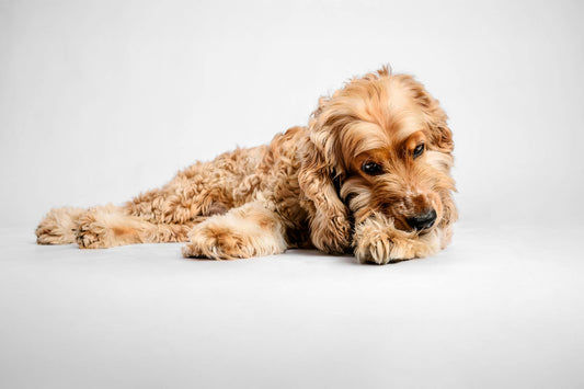 Reconnaître le stress chez ton chien