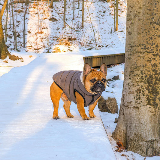 La marche hivernal: conseils pour des sorties agréables et sécuritaires