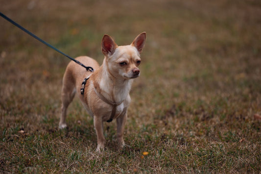 Le guide des bonnes pratiques en promenade avec ton chien