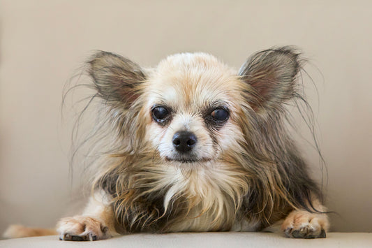 Vivre avec un chien senior