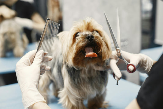 Entretien du pelage de votre chien : le guide complet