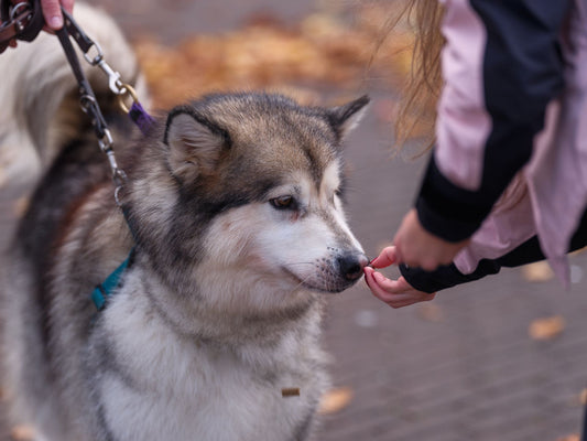Le savoir-être avec les chiens : ce qu'on apprend à nos enfants