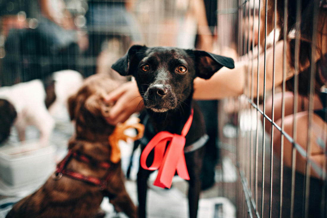 Comment choisir la bonne race de chien : le guide complet avant l’adoption