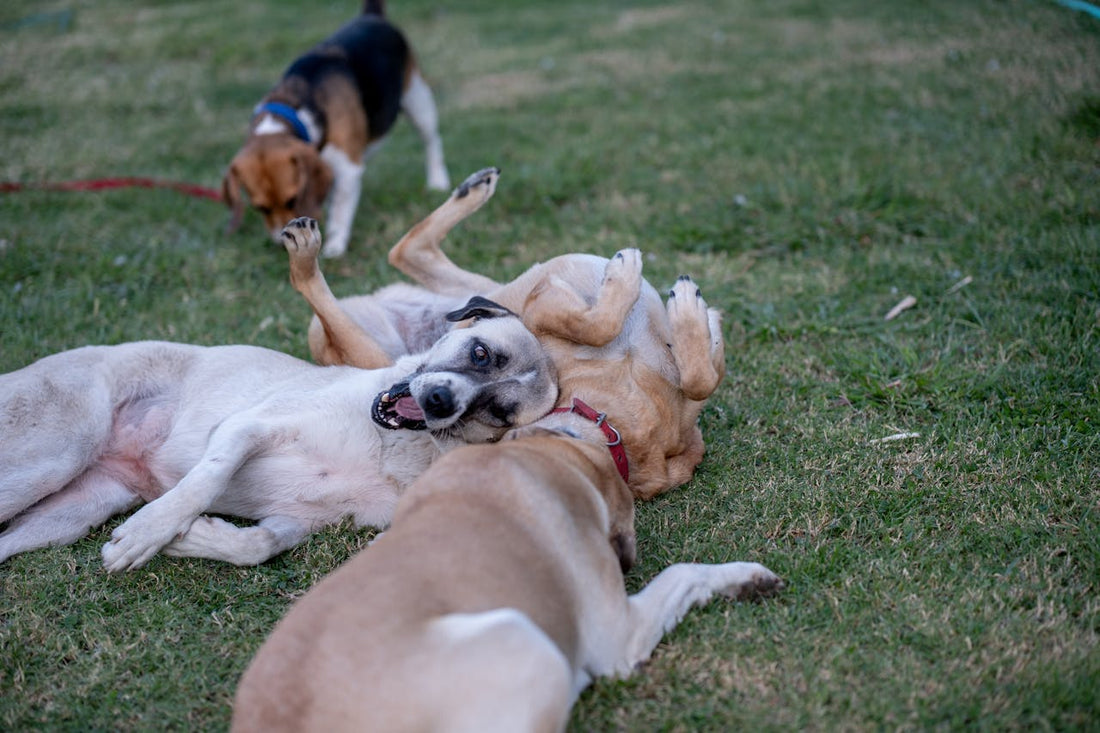 Tout ce qu'il faut savoir avant une visite au parc à chiens