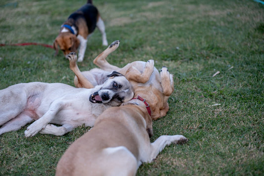 Tout ce qu'il faut savoir avant une visite au parc à chiens