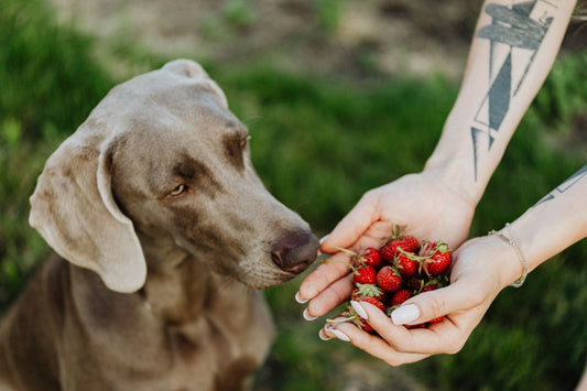 Les super-aliments Dog friendly