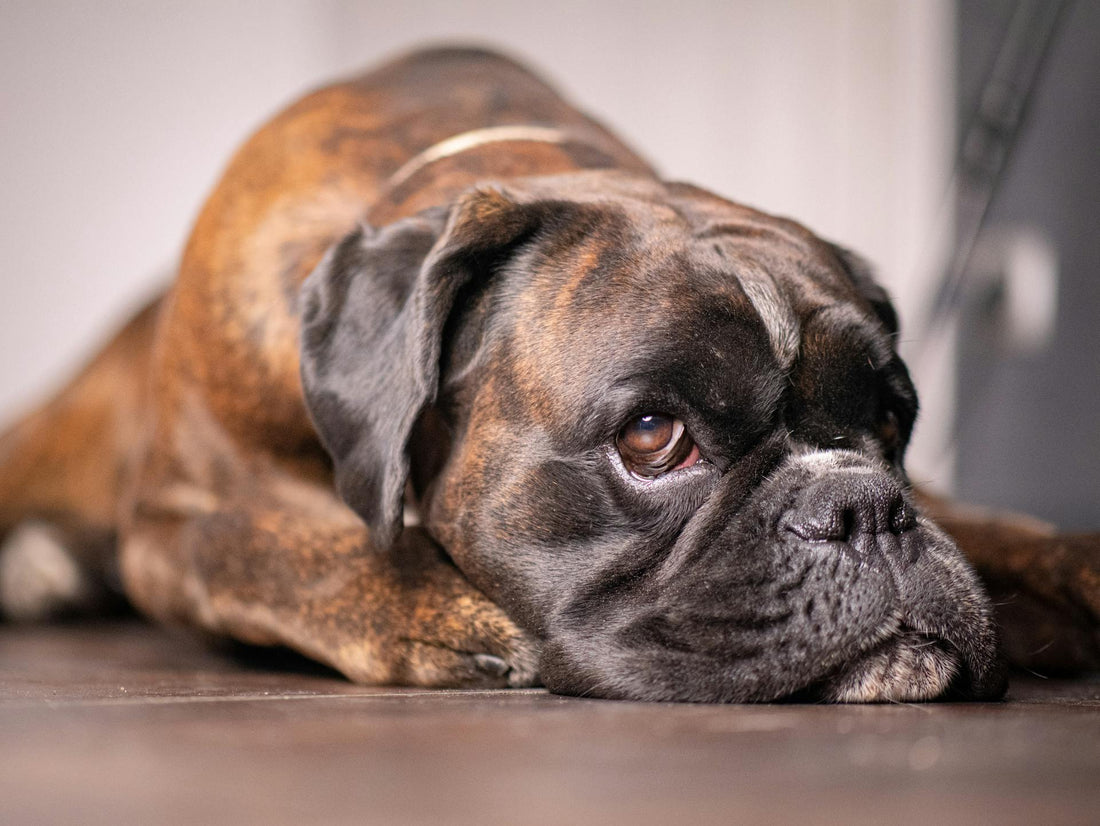 Retour au travail : comment éviter l’ennui de ton chien pendant ton absence