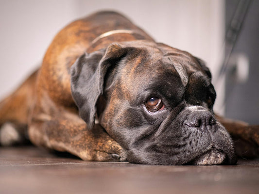 Retour au travail : comment éviter l’ennui de ton chien pendant ton absence