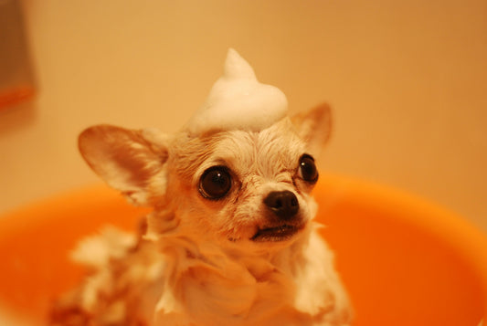 Donner le bain sans stress