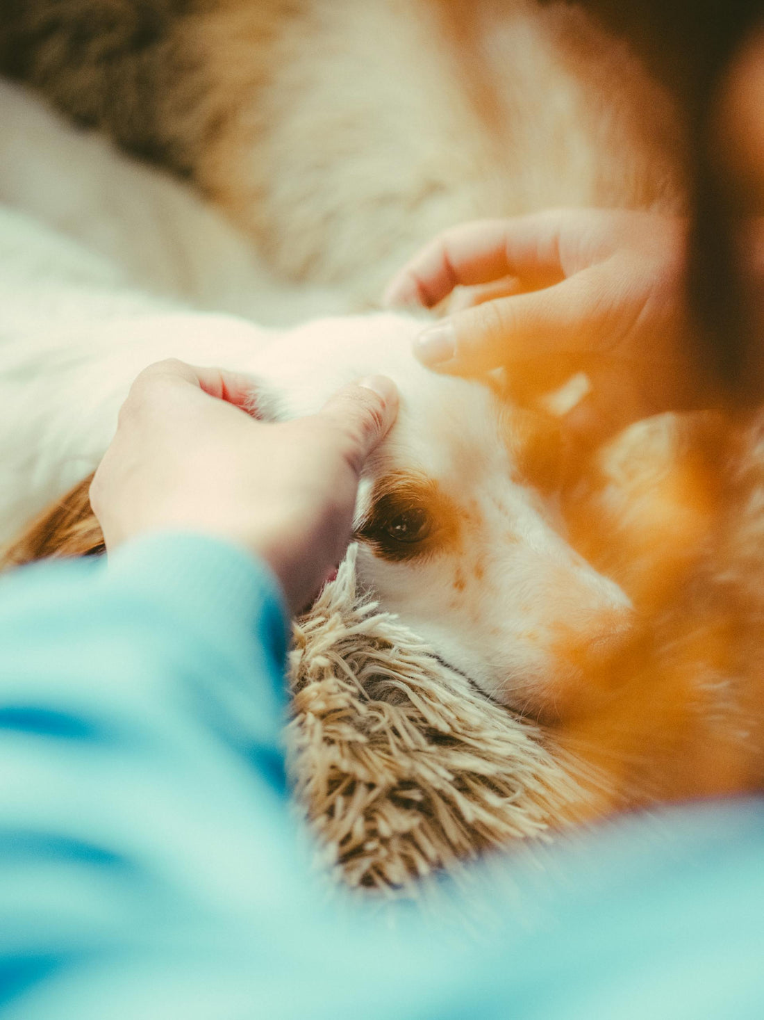 Les bienfaits du massage canin
