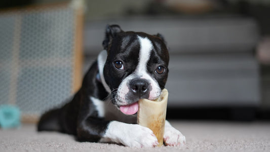 Les bienfaits de la mastication
