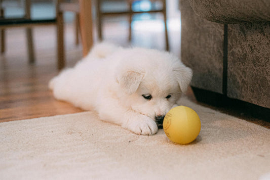 Comment choisir le meilleur jouet pour son chien : le guide pratique
