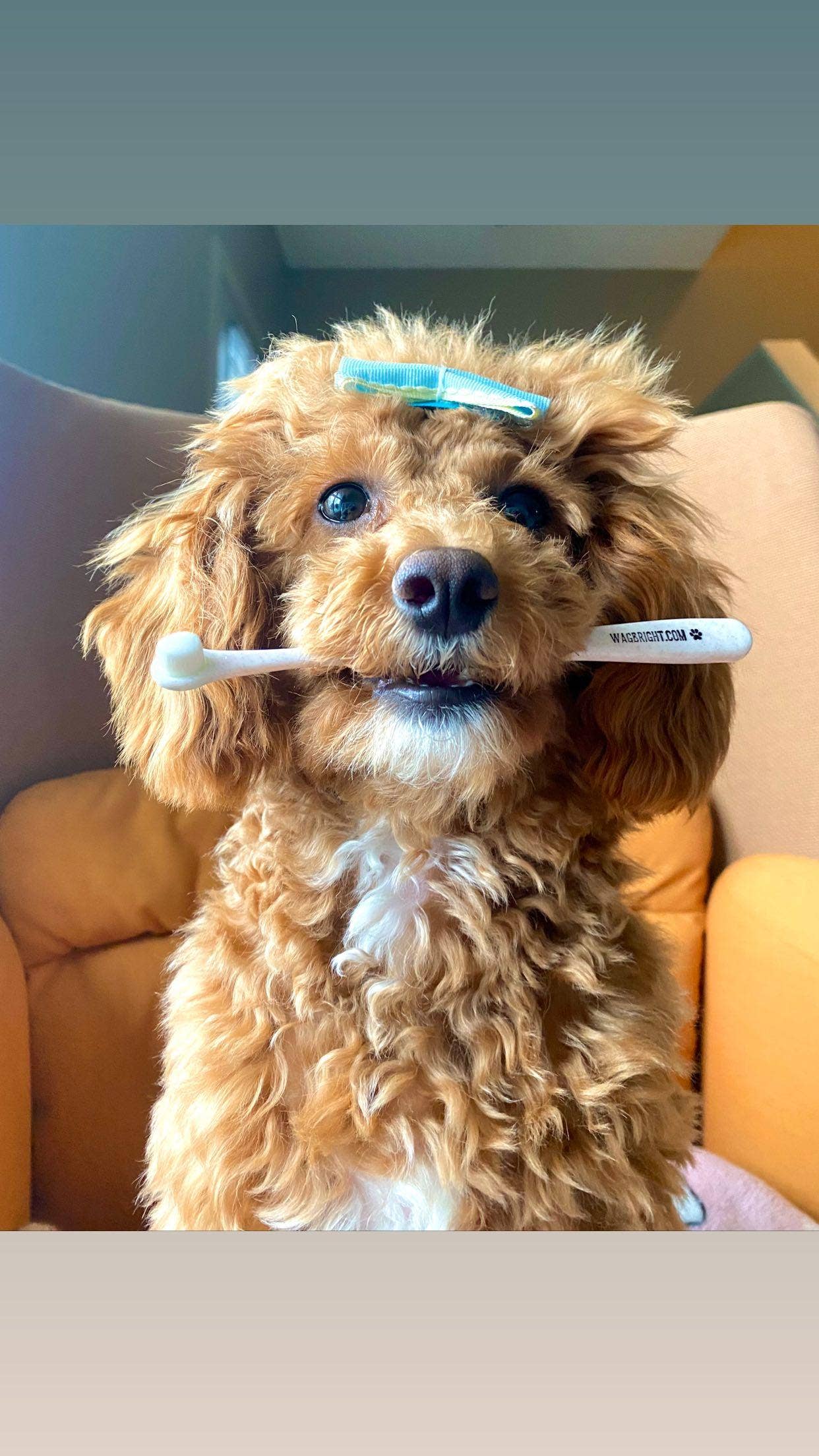 Accessoires pour chiens
