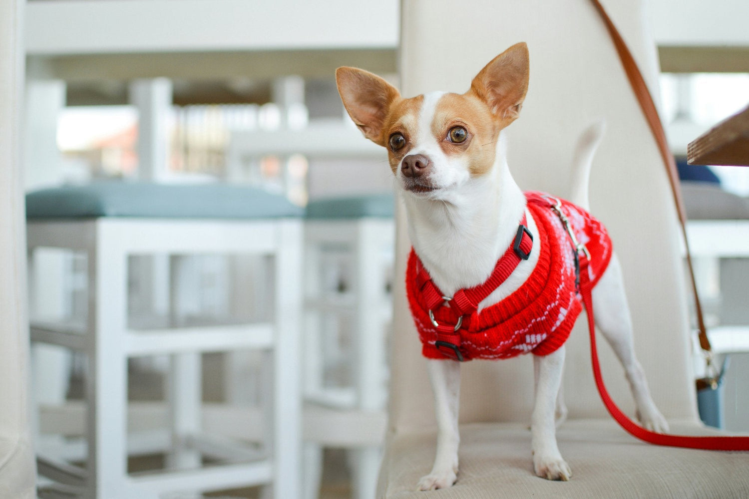 Gâteries pour chiens - autres protéines