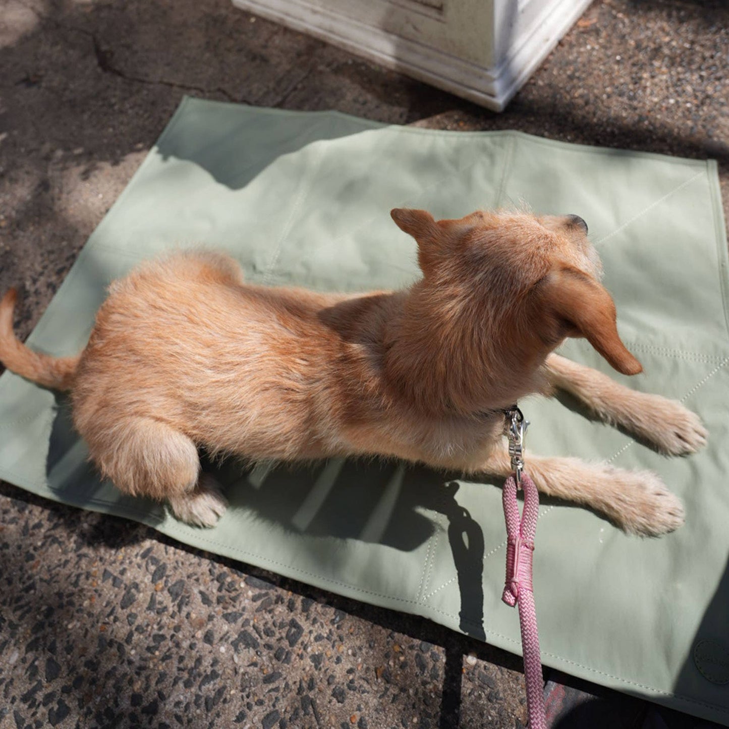 Pups & Bubs | Tapis de voyage pour animaux | Grand