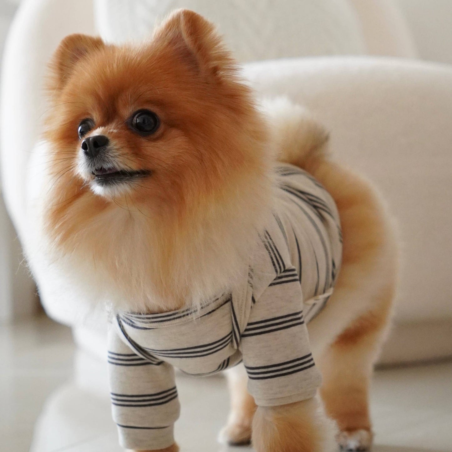 Lambwolf Collective |T-shirt rayé pour chien