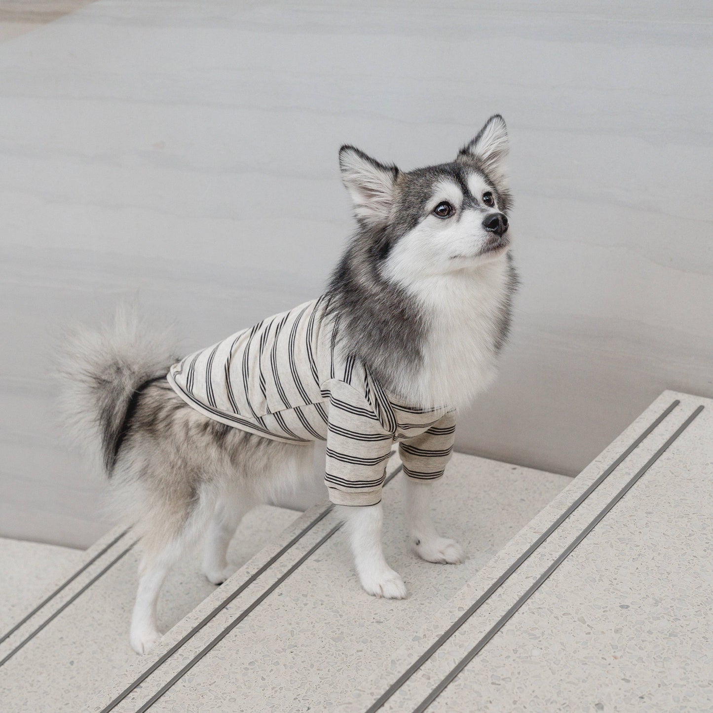 Lambwolf Collective |T-shirt rayé pour chien