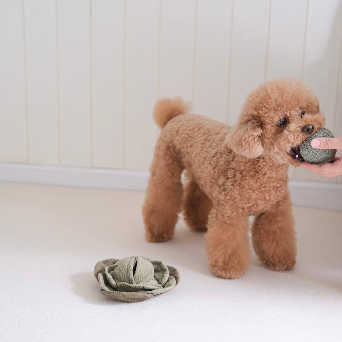 Lambwolf Collective | Chou interactif