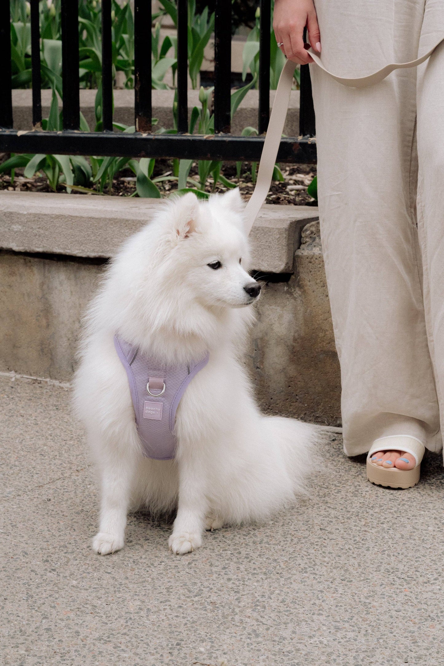 Peachy Dogs | Collier Daily | Lila