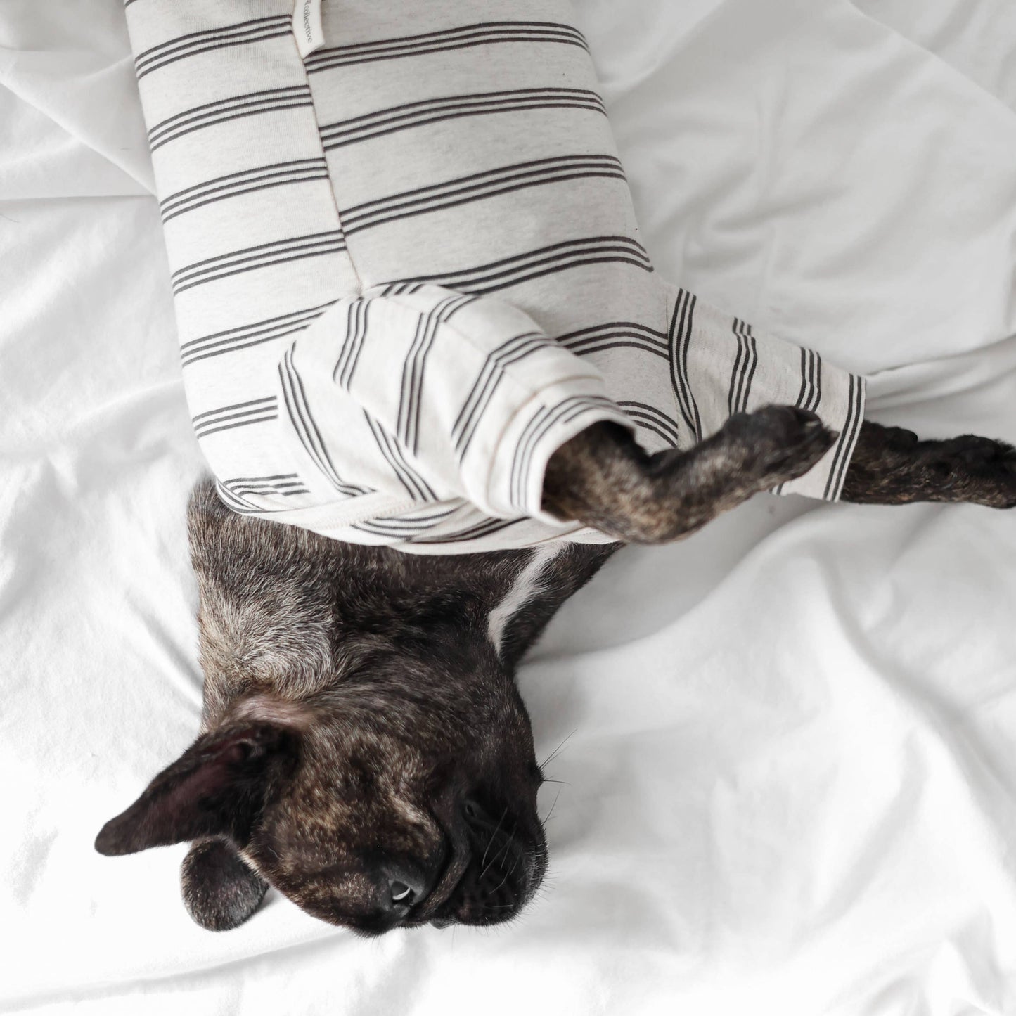 Lambwolf Collective |T-shirt rayé pour chien