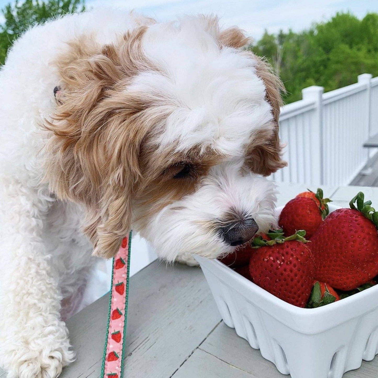Up Country | Laisse pour petit chien | Strawberry Fields