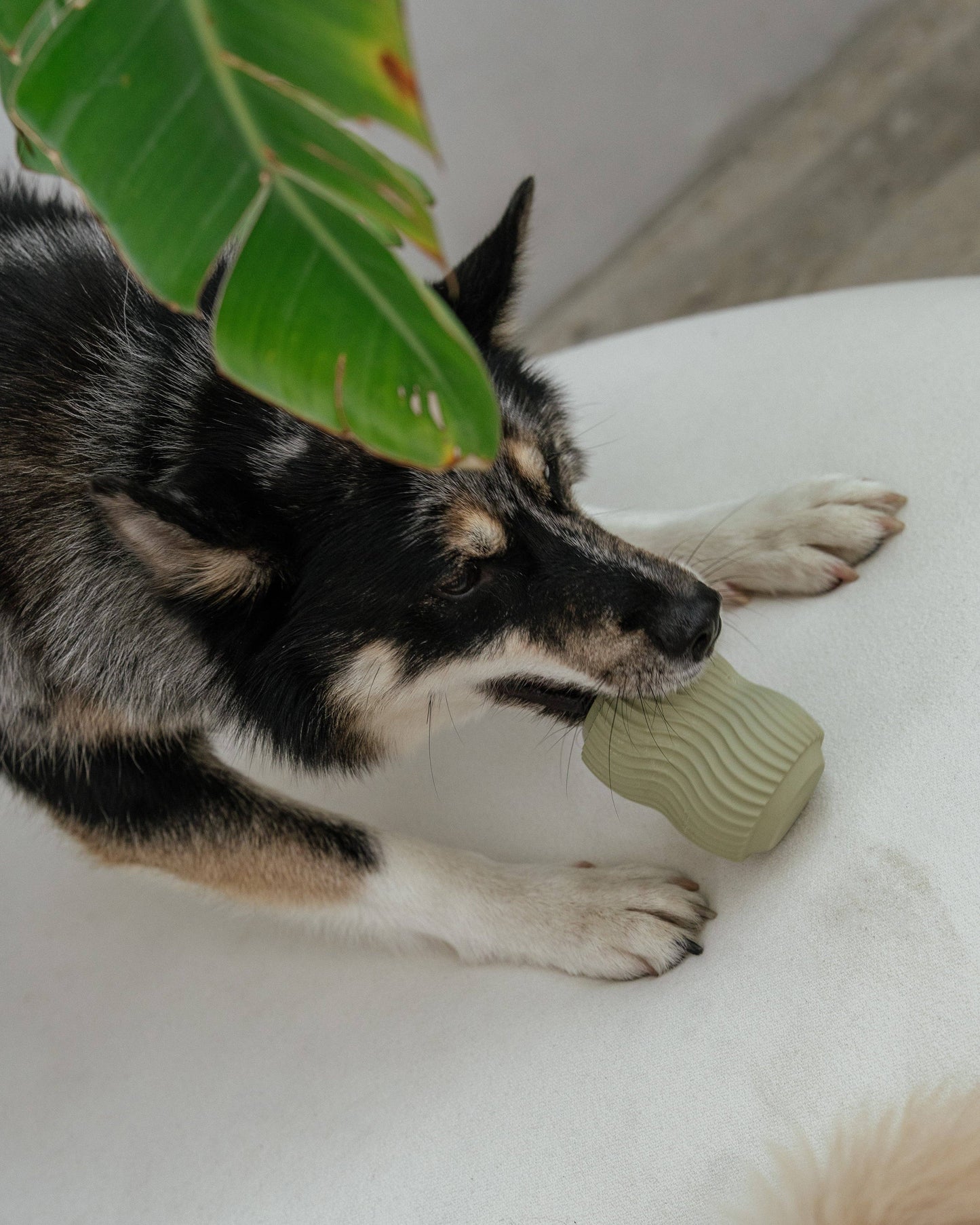 Dexy Paws | Jouet de Dentition | Sauge