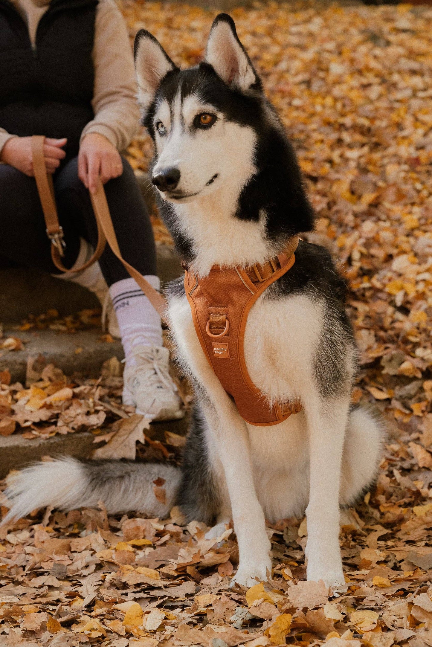 Peachy Dogs | Harnais classique 2.0 | Dulce