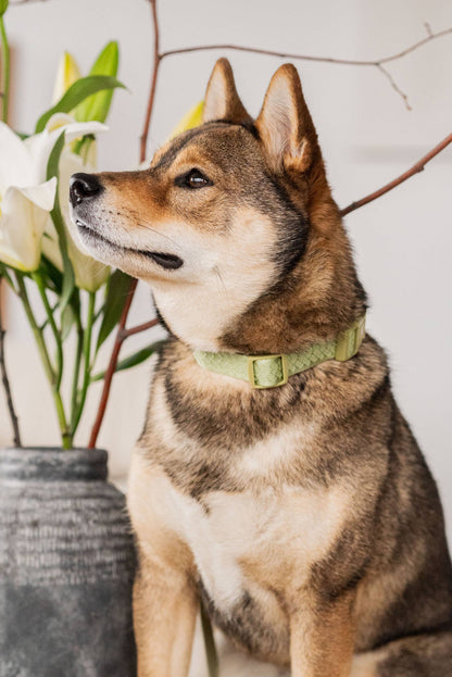 Collier quotidien | Matcha