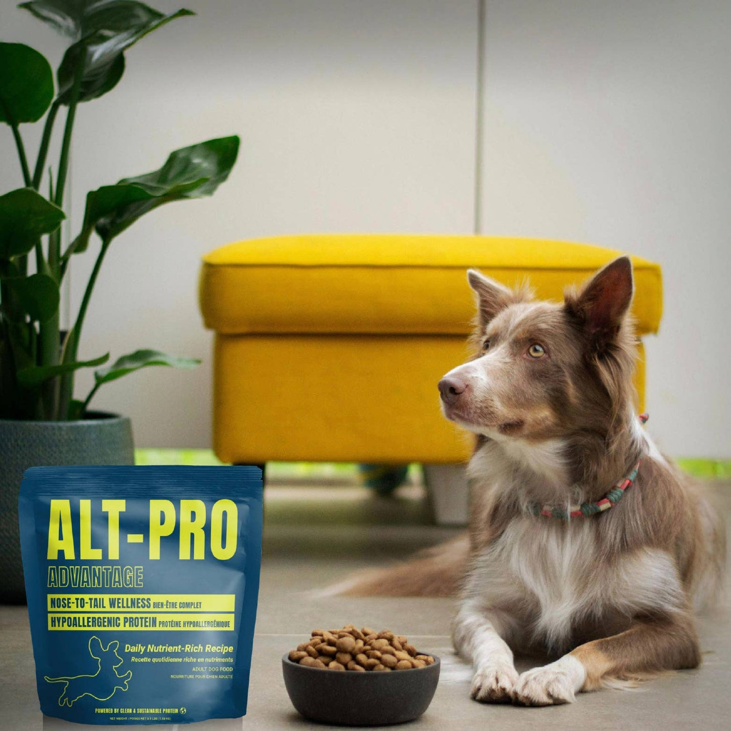 ALT-PRO Advantage | Nourriture Complète et Équilibrée pour Chiens Adultes