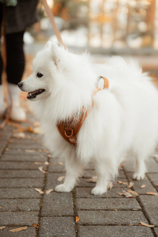 Peachy Dogs | Harnais classique 2.0 | Dulce