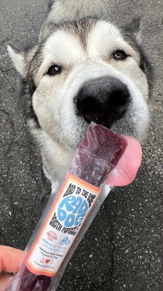 Rad Dog Goods | Pupsicle agneau et bleuet