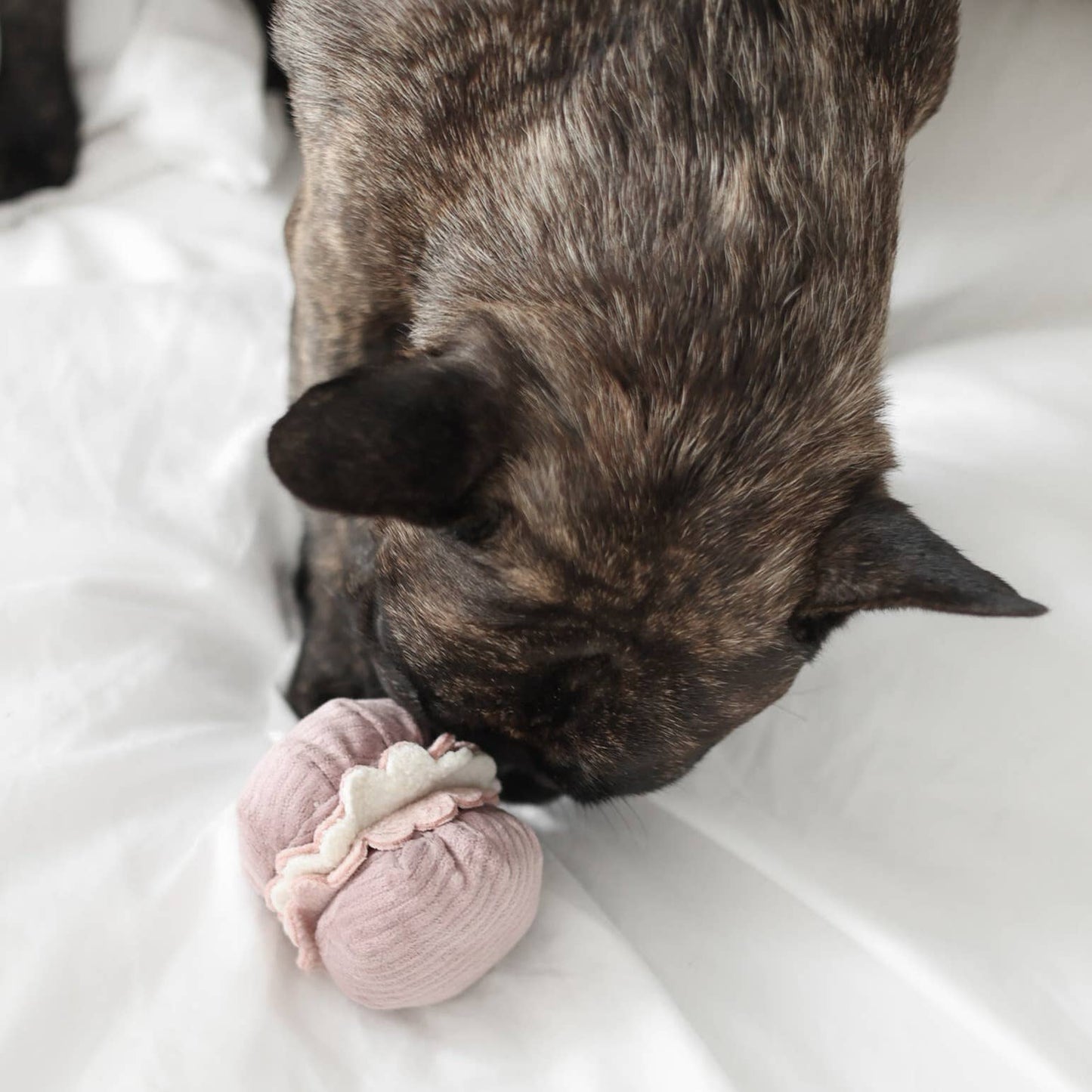 Lambwolf Collective | Madeleine + Macaron interactifs