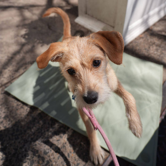 Pups & Bubs | Tapis de voyage pour animaux | Grand