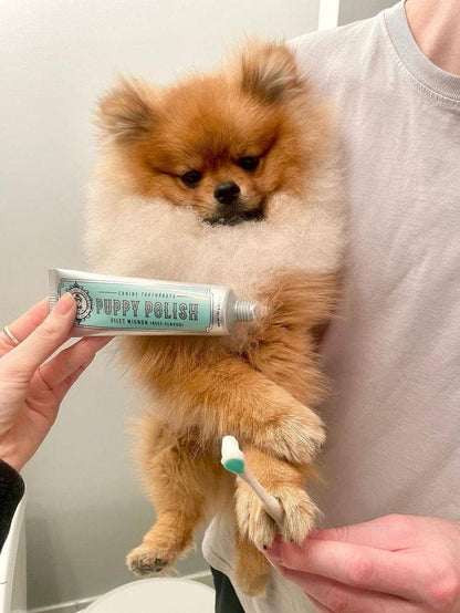 Wag & Bright | Dentifrice pour chiens | Filet mignon